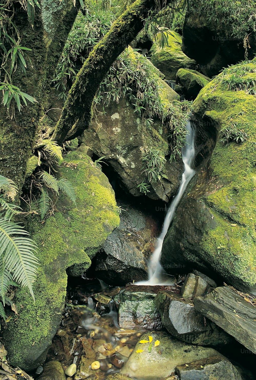 a stream of water running through a lush green forest