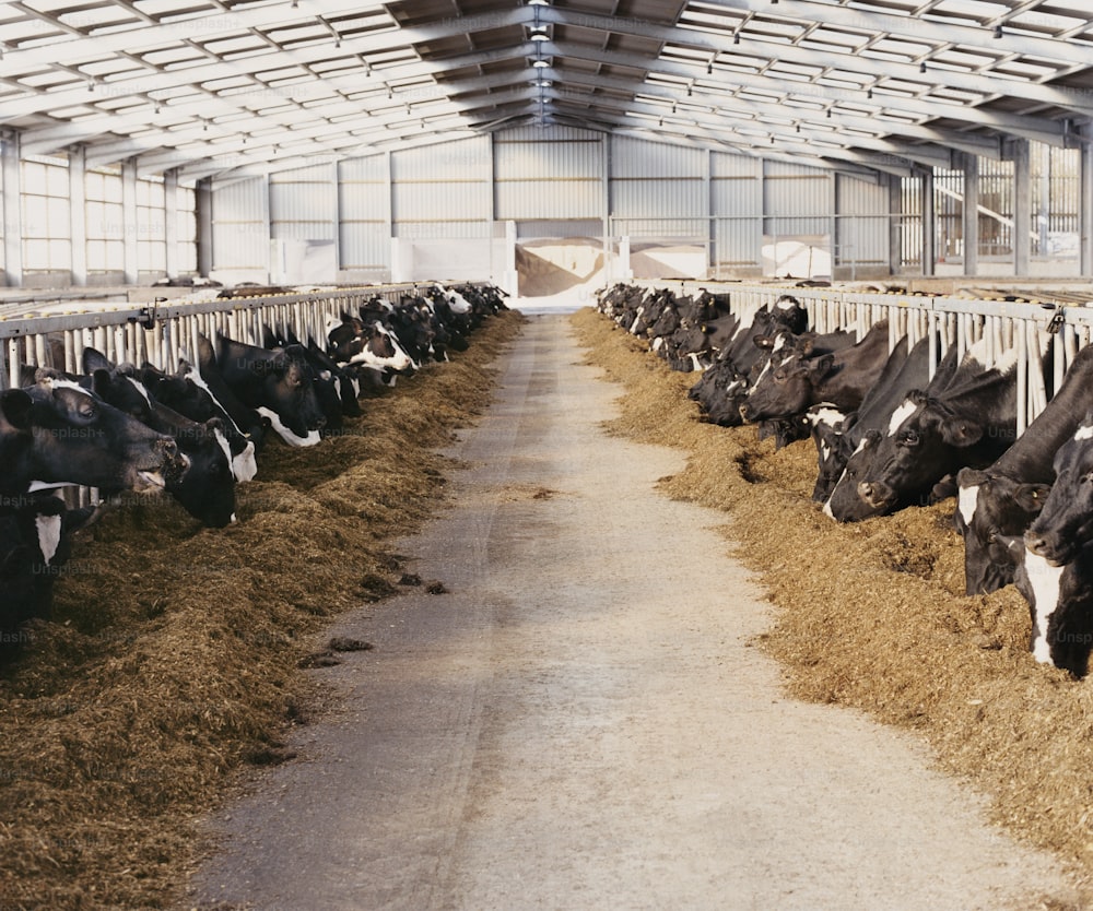 a row of cows eating hay in a barn