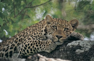 Un leopardo descansando en la rama de un árbol en un bosque