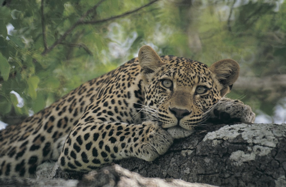 a leopard resting on a tree branch in a forest