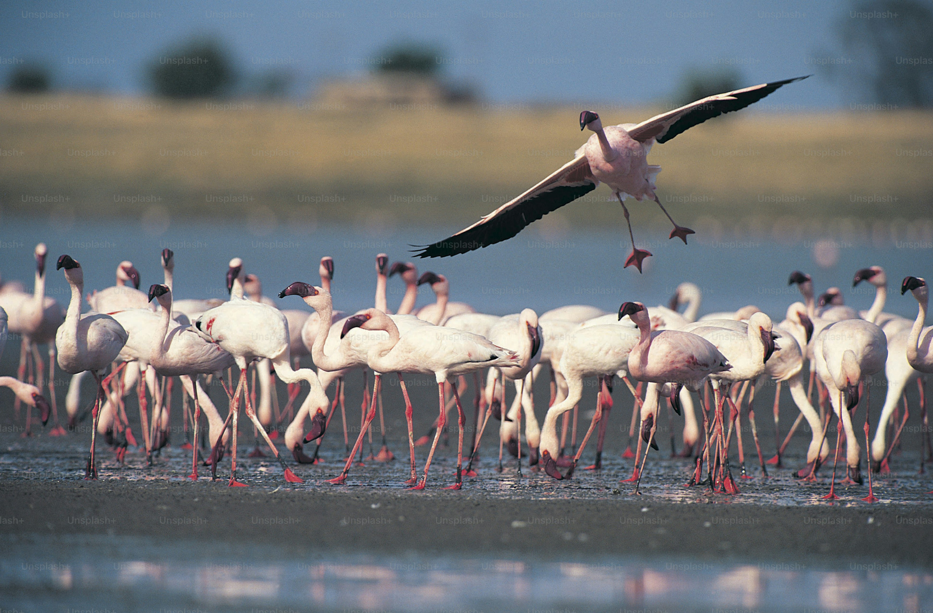 a large group of flamingos standing in the water