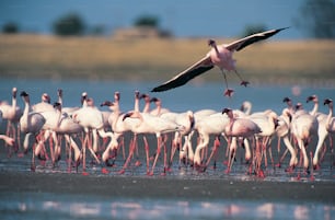 eine große Gruppe von Flamingos, die im Wasser stehen