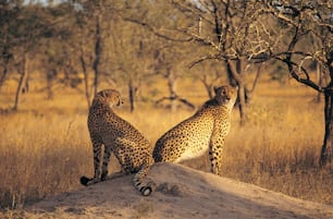 Due ghepardi seduti in cima a un cumulo di terra