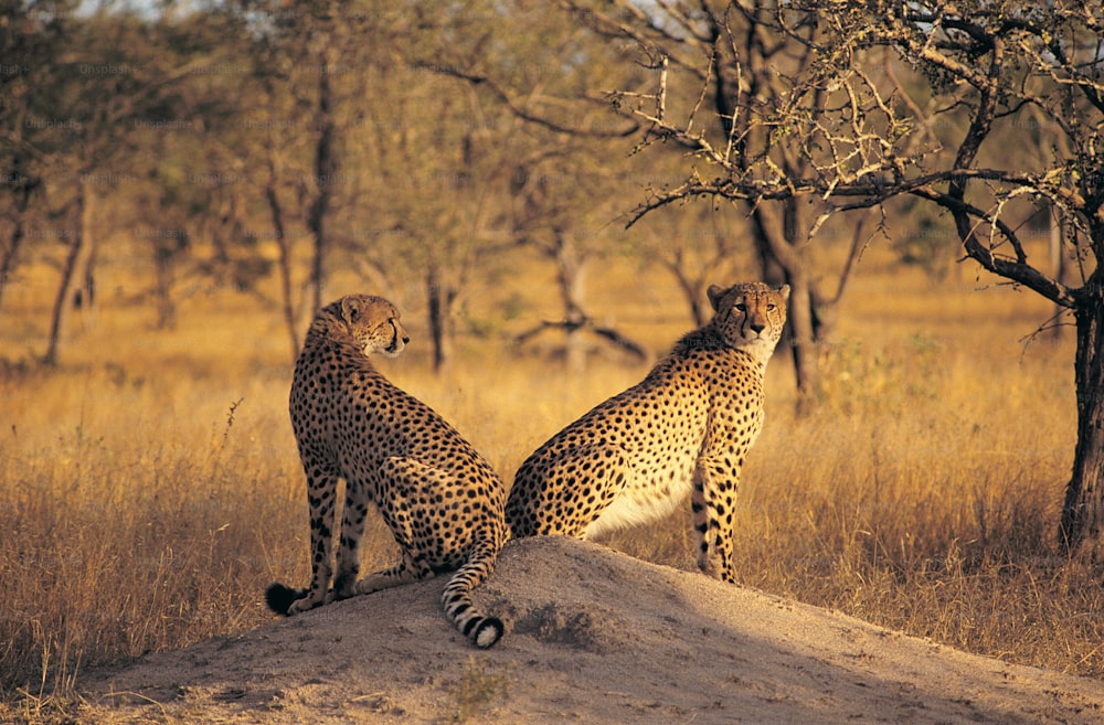 two cheetah sitting on top of a mound of dirt