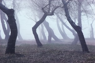 a group of trees in the fog with no leaves