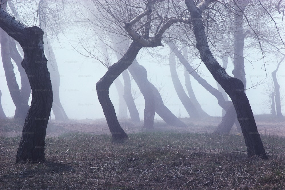 a group of trees in the fog with no leaves