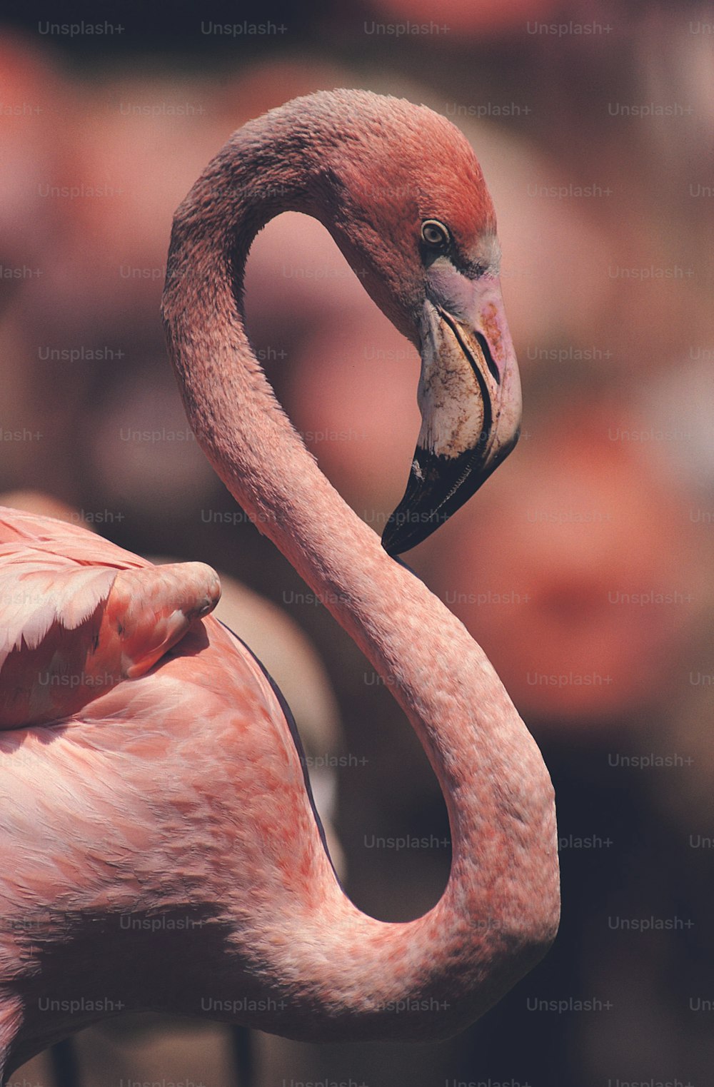 a pink flamingo standing in front of a group of other flamingos