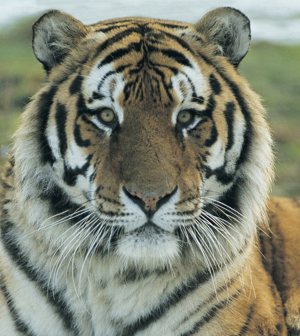 um close up de um tigre olhando para a câmera