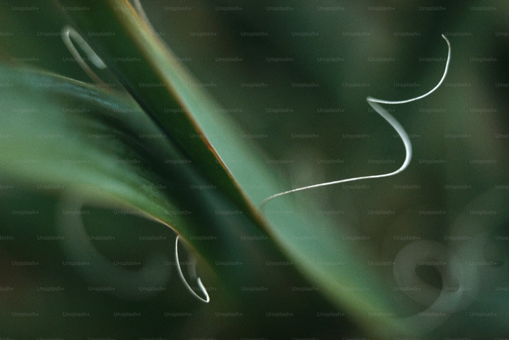 un gros plan d’une feuille verte avec un arrière-plan flou