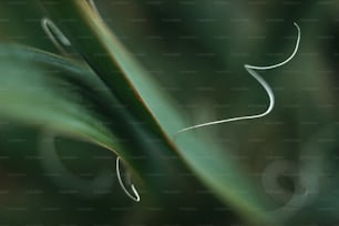 a close up of a green leaf with a blurry background