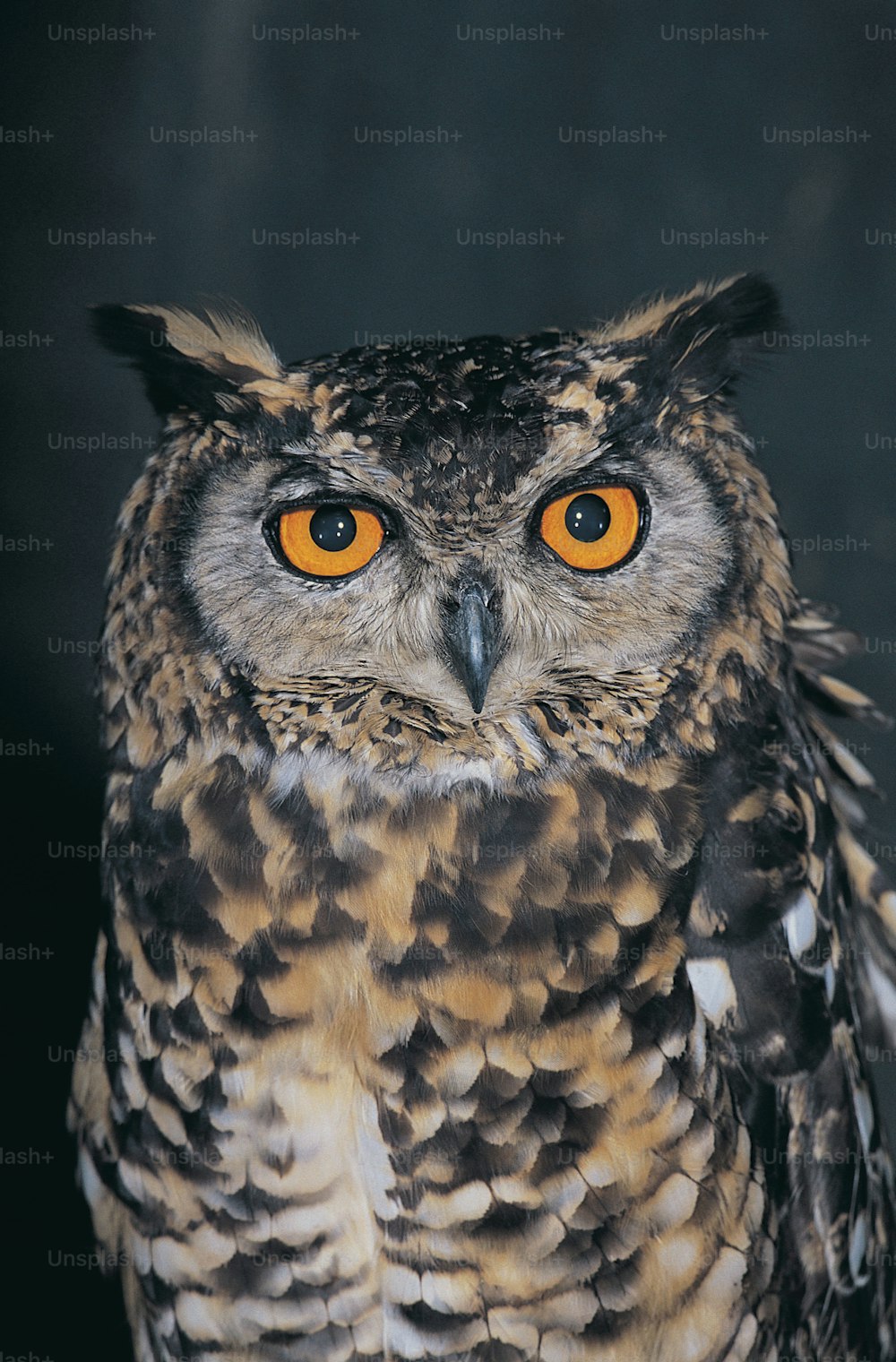 a close up of an owl with orange eyes