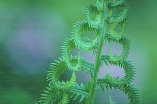 a close up of a plant with a blurry background