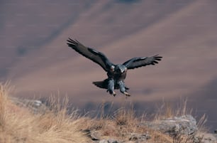Un gran pájaro volando sobre una ladera cubierta de hierba seca