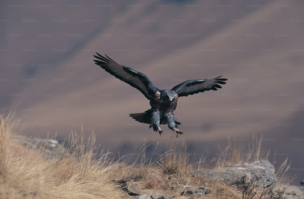 a large bird flying over a dry grass covered hillside