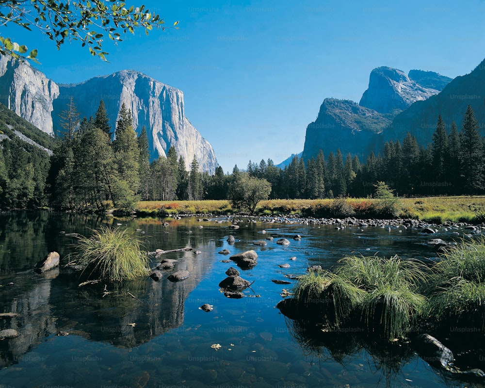 a river running through a lush green forest