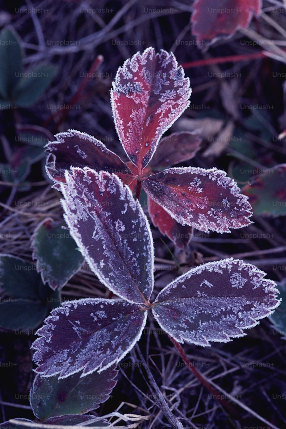 um close up de uma planta com geada sobre ela