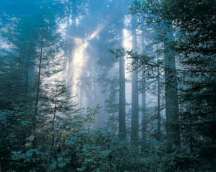 a forest filled with lots of tall trees