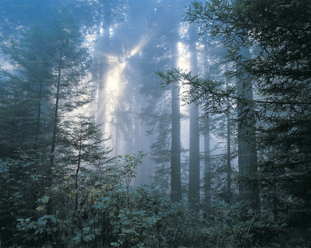 Une forêt remplie de grands arbres