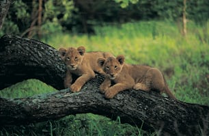 倒れた木の上に座っ��ている2頭の若いライオン