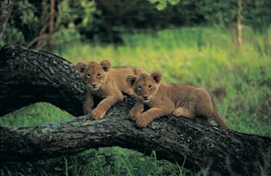 two young lions are sitting on a fallen tree