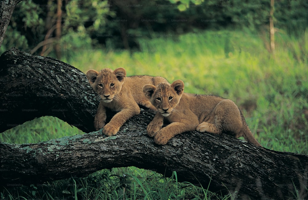 two young lions are sitting on a fallen tree