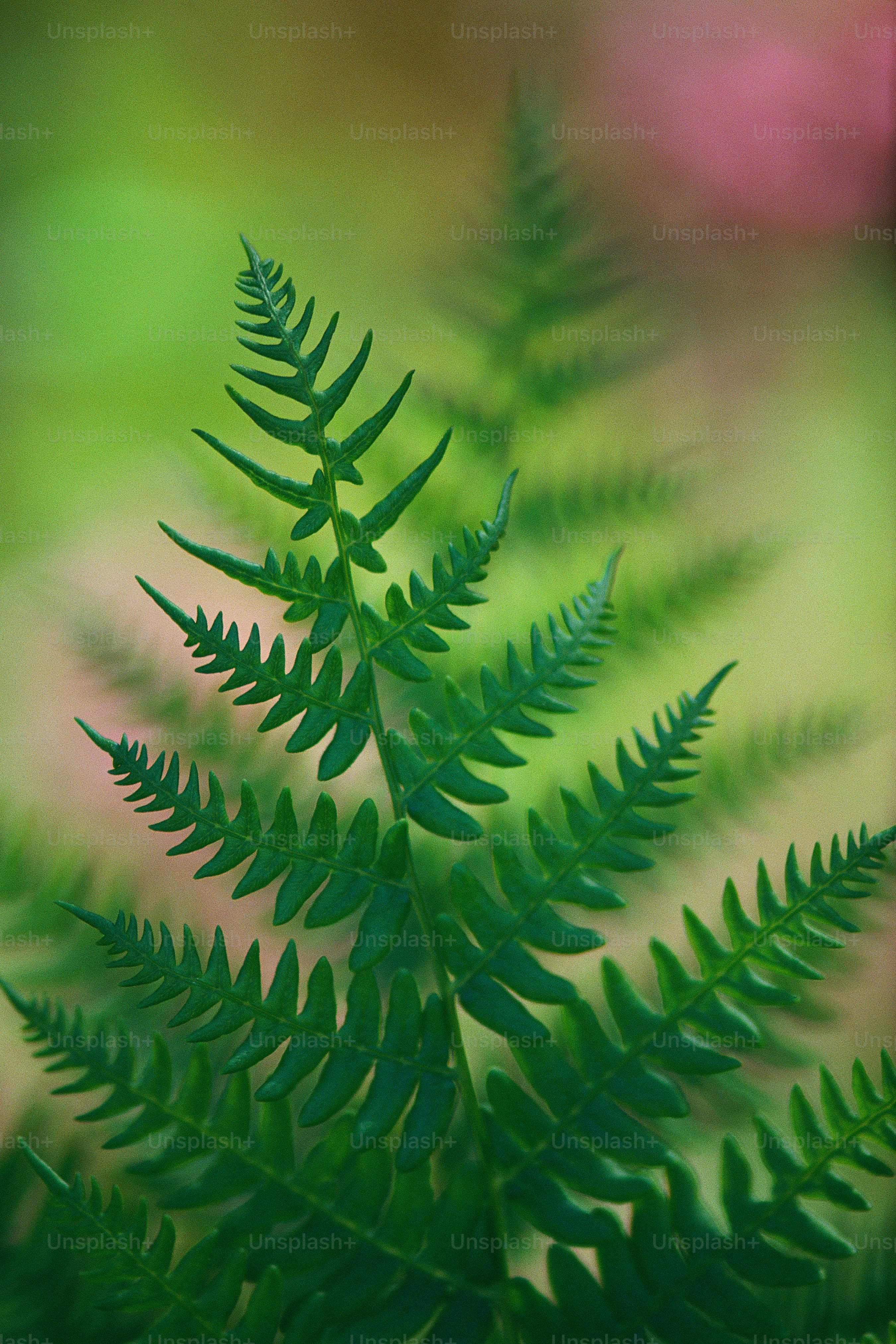 Nahaufnahme einer Pflanze mit verschwommenem Hintergrund