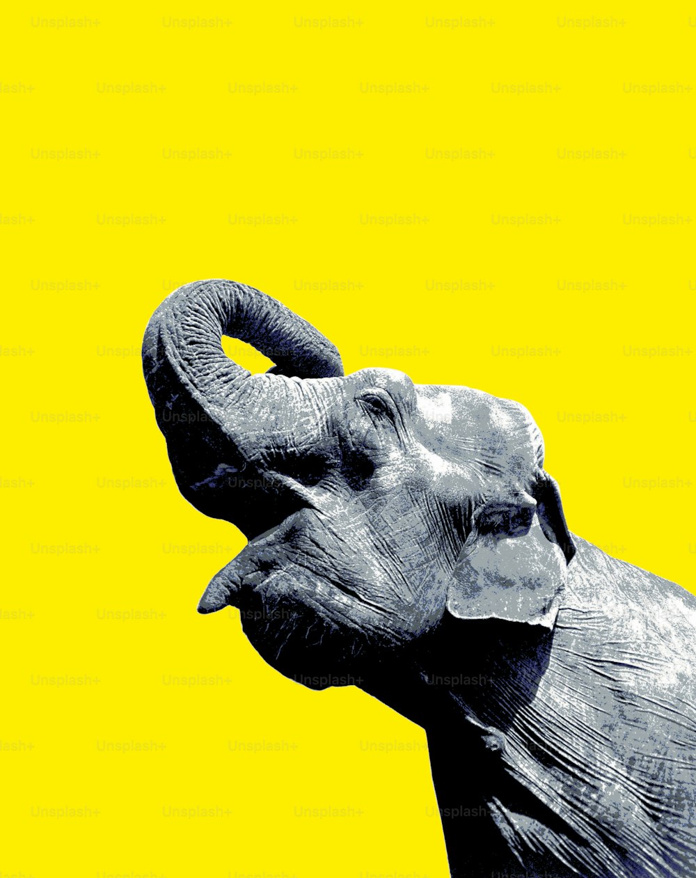 a black and white photo of an elephant on a yellow background