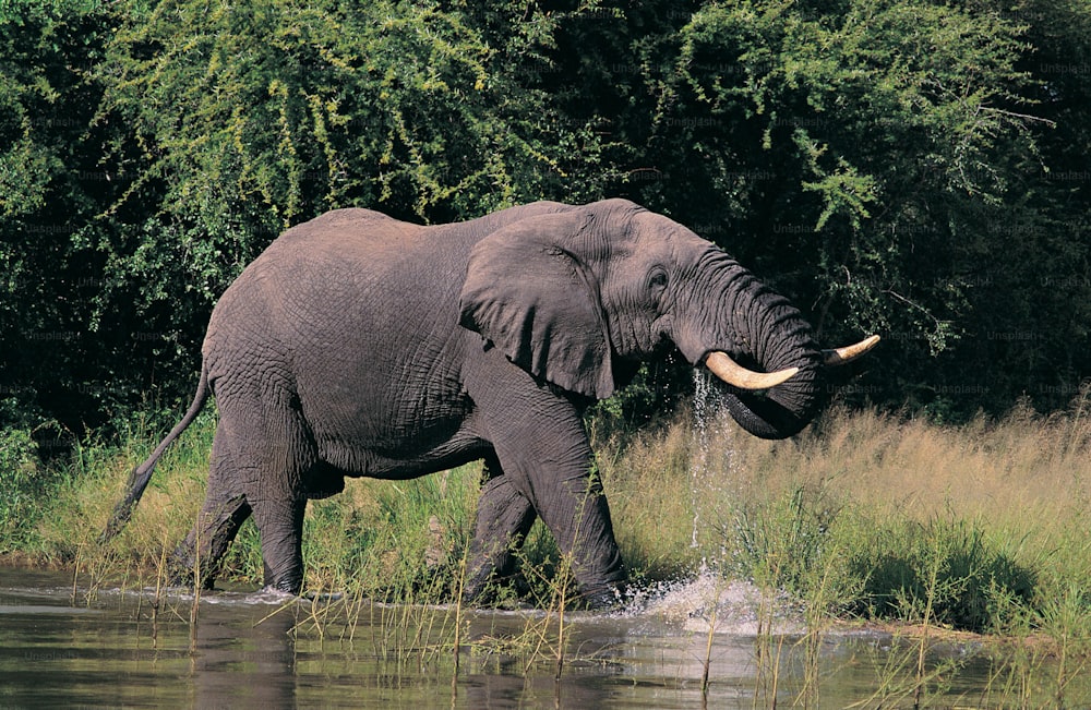 Un éléphant debout dans un plan d’eau