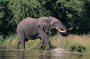 an elephant standing in a body of water