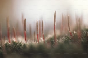a blurry photo of grass with red stems