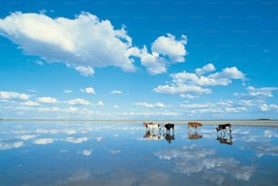 水域の真ん中に立っている牛のグループ