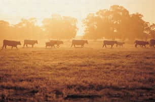 um rebanho de gado caminhando por um campo coberto de grama