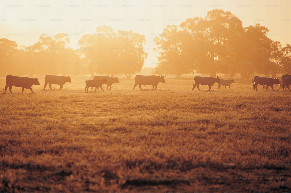 Un troupeau de bovins marchant à travers un champ couvert d’herbe