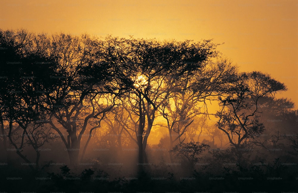 霧の日に太陽が木々の間から輝いています