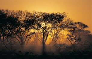 the sun is shining through the trees on a foggy day