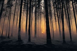 Die Sonne scheint im Nebel durch die Bäume
