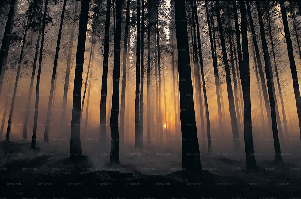 El sol brilla a través de los árboles en la niebla