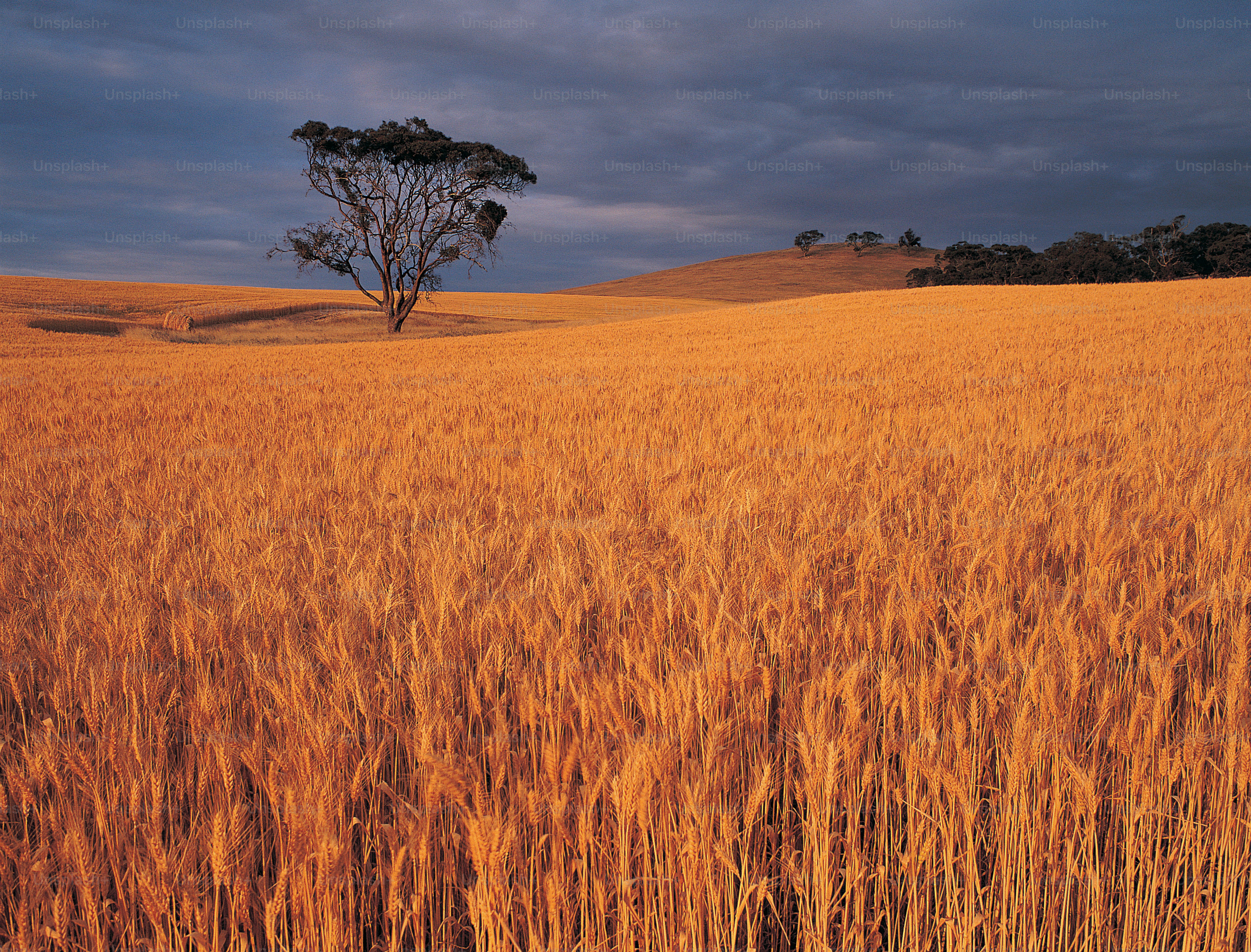 Catherine Field, New South Wales