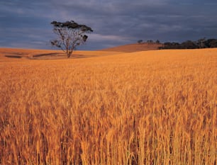 um campo de trigo com uma árvore solitária ao longe
