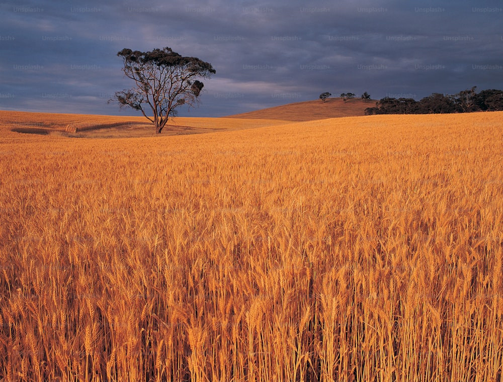 um campo de trigo com uma árvore solitária ao longe