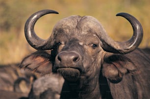 Un primo piano di un toro con grandi corna