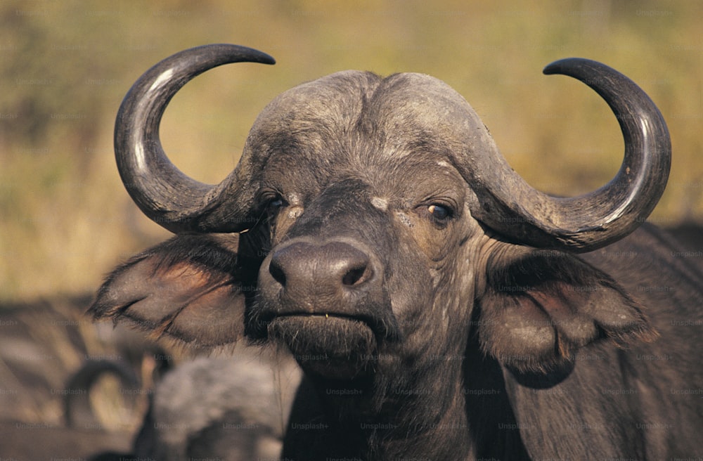 Un primer plano de un toro con grandes cuernos