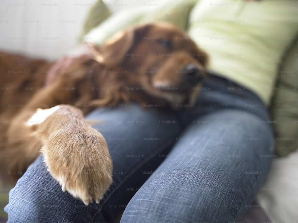 a brown dog laying on top of a couch next to a person