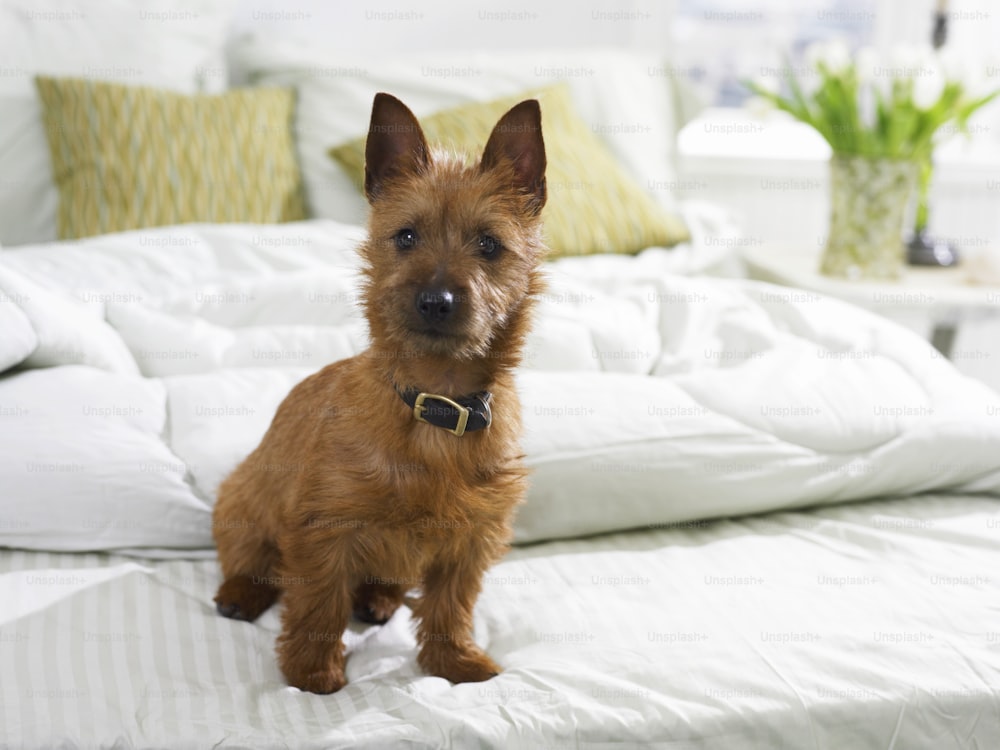 Un pequeño perro marrón sentado encima de una cama