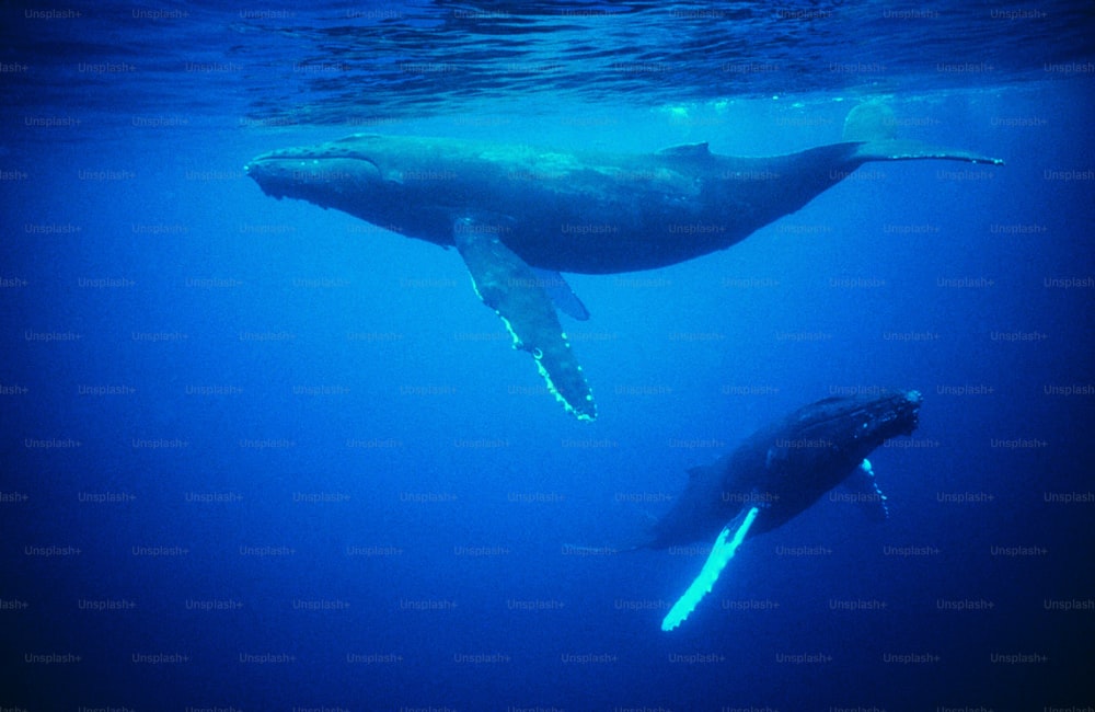 Deux baleines à bosse nageant dans l’océan