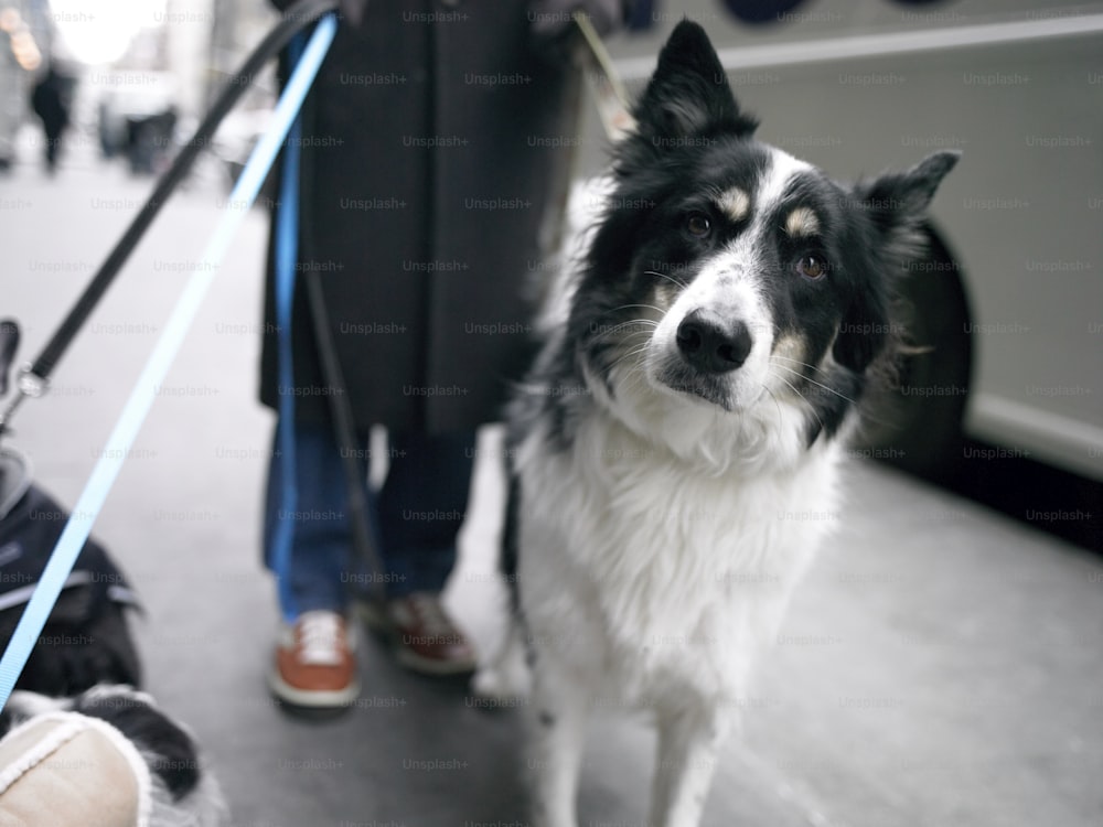 a black and white dog on a leash being walked by a person