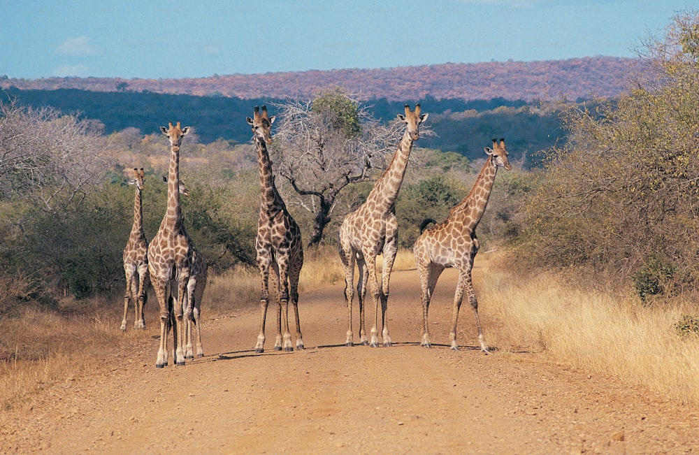 a group of giraffes standing on a dirt road