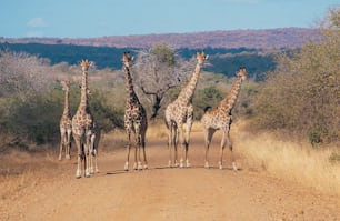 a group of giraffes standing on a dirt road