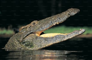 a large alligator with it's mouth open in the water