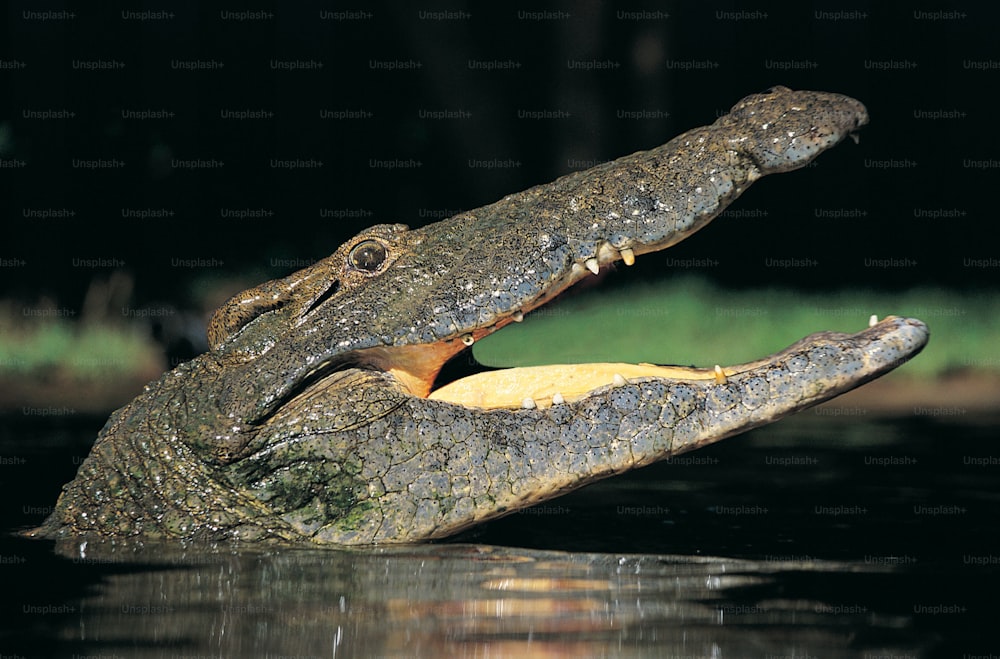 a large alligator with it's mouth open in the water